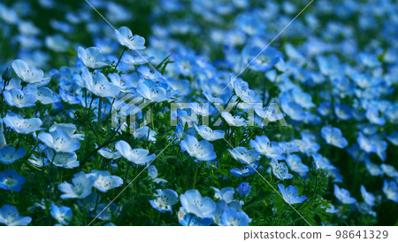 Nemophila 98641329