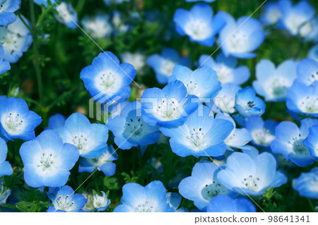 Nemophila Nemophila 98641341