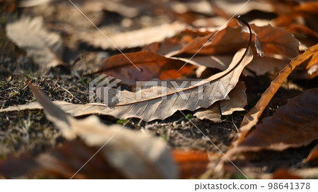 Winter image (winter image/fallen leaves) 98641378
