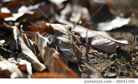 冬季圖像（冬季圖像/落葉） 98641380