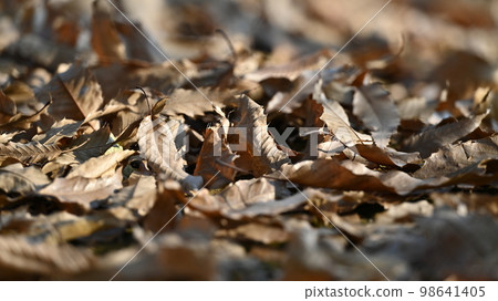 Winter image (winter image/fallen leaves) 98641405