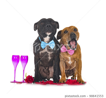 staffordshire bull terriers 98641553