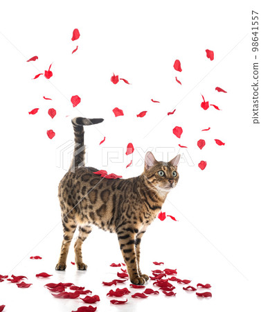 bengal cat in studio 98641557