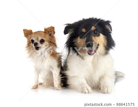 rough collie and chihuahua in studio rough collie and chihuahua in studio 98641575