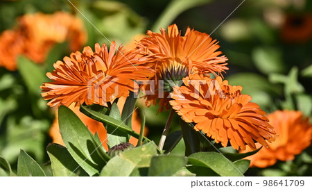 金盞花 (Calendula officinalis) 98641709