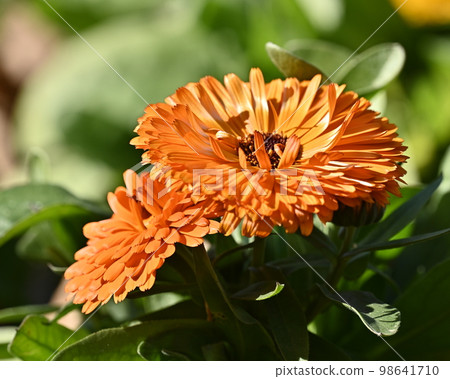 金盞花 (Calendula officinalis) 金盞花 (Calendula officinalis) 98641710