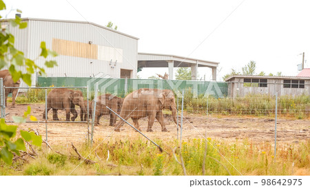 Asian elephant in the beautiful wild Safari Park. Herd of asian elephant family in the park. 98642975