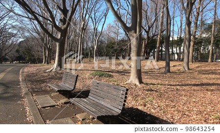 冬季景觀草坪和樹木，陽光下的長凳 98643254