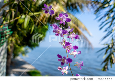 Purple orchid flower ground on the palm tree, full blooming. Water blurred background.  Purple orchid flower ground on the palm tree, full blooming. Water blurred background.  98643367