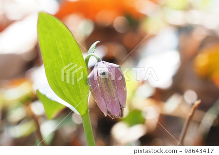 flower flower 98643417