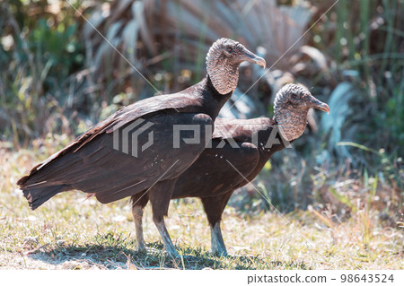 Bald eagle 98643524