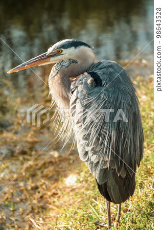 Blue heron Blue heron 98643528