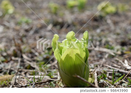 Fukinoto spring image Fukinoto spring image 98643990