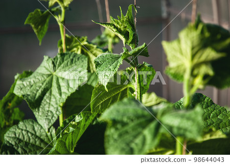 Cucumber plants growing in greenhouse, cucumber vines, plant support string 98644043