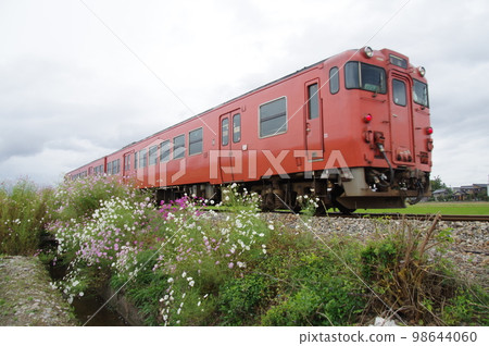 Johana Line Near Higashinojiri Cosmos and Diesel Car Kiha 47 Johana Line Near Higashinojiri Cosmos and Diesel Car Kiha 47 98644060
