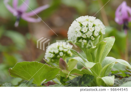 吹之桐花 98644545