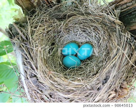 Three Blue Robin Bird Eggs in a Nest 98645013