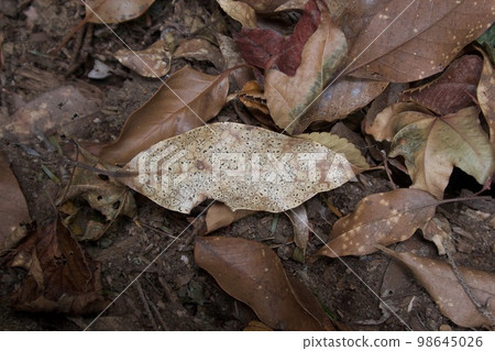Diseased leaves Diseased leaves 98645026