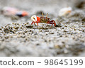 Fiddler crabs, Ghost crabs small male sea crab 98645199