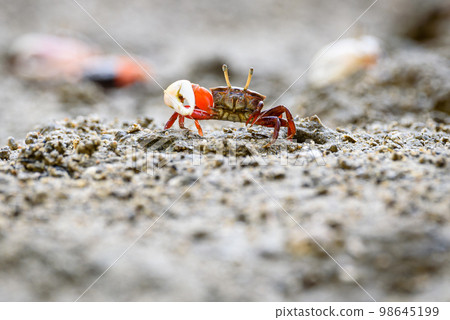 Fiddler crabs, Ghost crabs small male sea crab Fiddler crabs, Ghost crabs small male sea crab 98645199