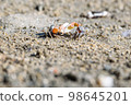 Fiddler crabs, small male sea crab are fighting 98645201