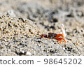 Fiddler crabs, small male sea crab is eating food 98645202