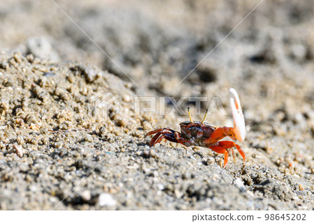 Fiddler crabs, small male sea crab is eating food Fiddler crabs, small male sea crab is eating food 98645202