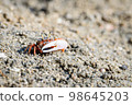Fiddler crabs, Ghost crabs small male sea crab 98645203