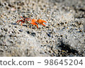 Fiddler crabs, small male sea crab is eating food 98645204
