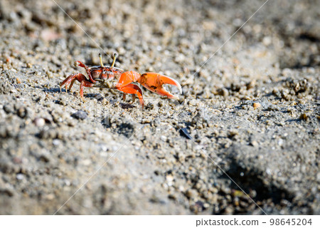 Fiddler crabs, small male sea crab is eating food Fiddler crabs, small male sea crab is eating food 98645204