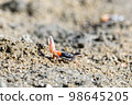 Fiddler crabs, small male sea crab is eating food 98645205