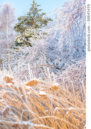 Snow-covered tree branch, close-up, blurred background Snow-covered tree branch, close-up, blurred background 98645439