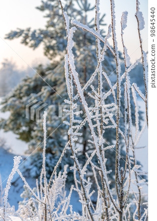 Snow-covered tree branch, close-up, blurred background 98645440