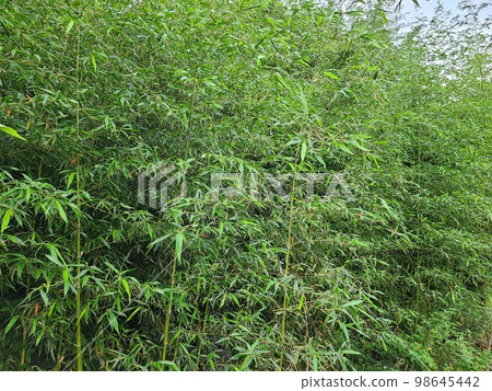 Bamboo shoots 98645442