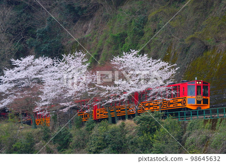 Sagano Scenic Railway in cherry blossom season, trolley passenger car 98645632