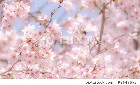 Cherry blossoms in full bloom (soft focus) 98645652