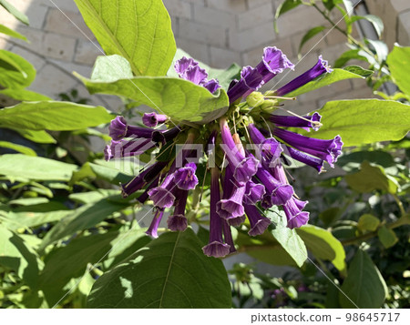 Beautiful purple-flowered shrub Iochroma (lat. - Iochroma) Beautiful purple-flowered shrub Iochroma (lat. - Iochroma) 98645717