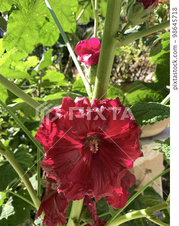 Beautiful Flower red Stock-rose (Alcea rosea L.) Beautiful Flower red Stock-rose (Alcea rosea L.) 98645718