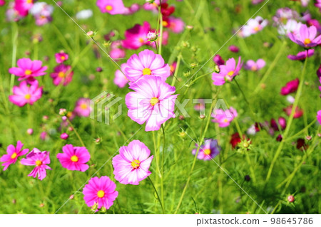 Cosmos flowers 98645786