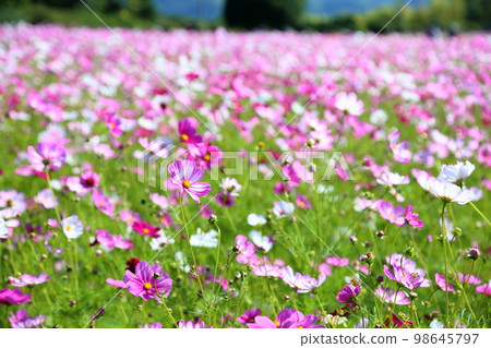 波斯菊花 98645797