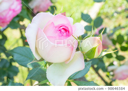 玫瑰 [品種：Pierre de Ronsard] 98646384