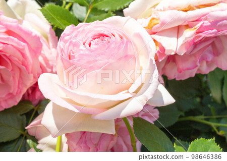 玫瑰 [品種：Pierre de Ronsard] 98646386