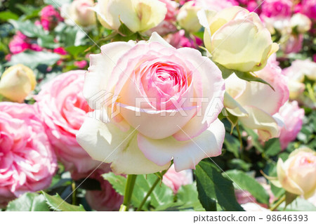 玫瑰 [品種：Pierre de Ronsard] 98646393