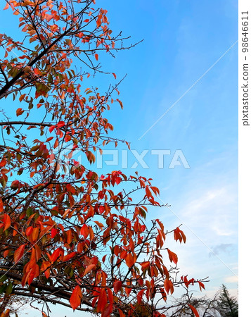 秋葉被染成鮮豔的紅色 98646611