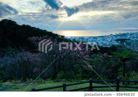 Spring in the south island Shining sea and cherry blossoms Spring in the south island Shining sea and cherry blossoms 98646630