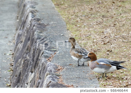 冬季琵琶湖的歐亞 Wigeon 98646644