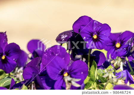 公園花壇中的中提琴 98646724