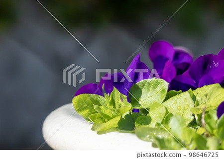 公園花壇中的中提琴 98646725