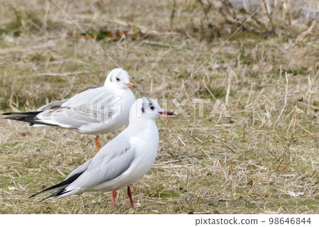 Black-headed Gull in Lake Biwa in winter Black-headed Gull in Lake Biwa in winter 98646844