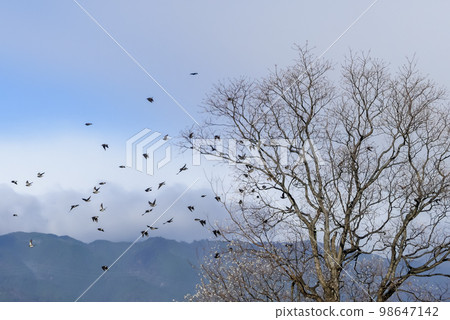 冬季琵琶湖公園裡的一群八哥 冬季琵琶湖公園裡的一群八哥 98647142